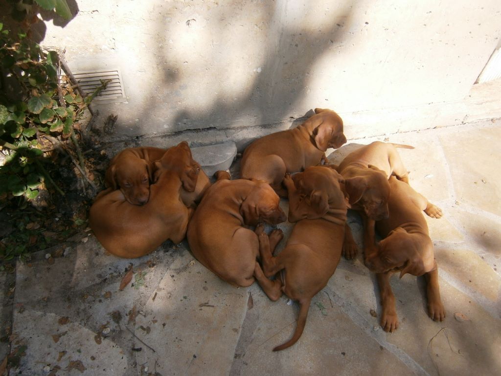 Chiot Braque hongrois à poil court (Vizsla) des bords de l'auzonne